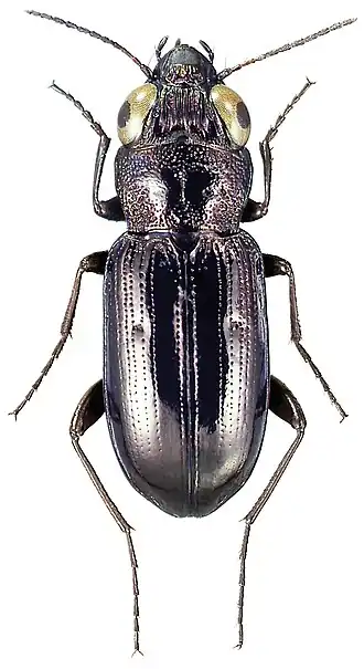 Donkere spiegelloopkever