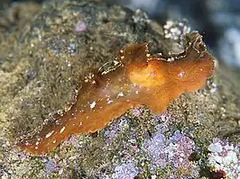 Notobryon clavigerum