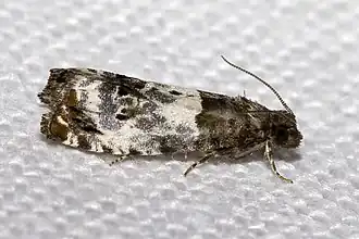 Rozenhermelijnbladroller