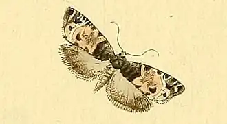 Smalle hermelijnbladroller