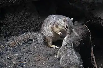 Notocitellus adocetus