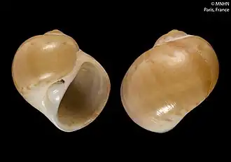 Notocochlis cernica