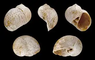 Notocochlis tigrina (fossil)