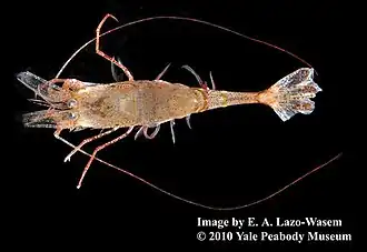 Notocrangon antarcticus