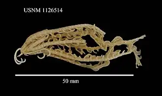 Notocrinus mortenseni