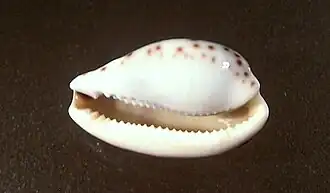 Notocypraea piperita