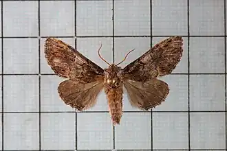 Notodonta griseotincta