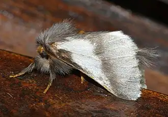 Thaumetopoea apologetica