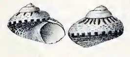 Notogibbula lehmanni