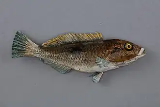 Notolabrus celidotus