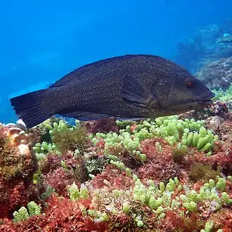 Notolabrus inscriptus