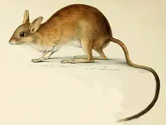 Langstaartspringmuis