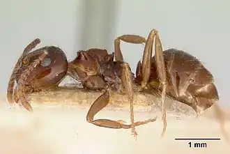 Notoncus ectatommoides