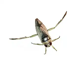 Tenger bootsmannetje