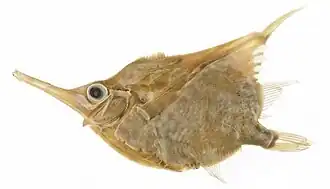 Notopogon fernandezianus