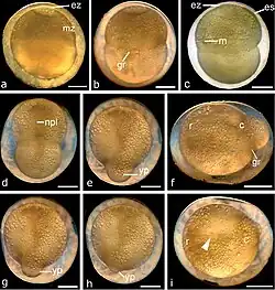 Aziatische mesvis, npl: neurale plaat, gr: kiemblad, es: primitieve knoop