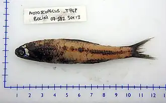Notoscopelus bolini