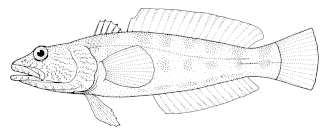 Notothenia angustata