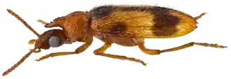 Notoxus appendicinus