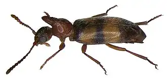 Notoxus longitarsus