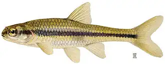 Notropis bifrenatus