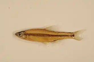 Notropis chalybaeus