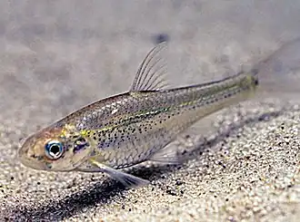 Notropis girardi