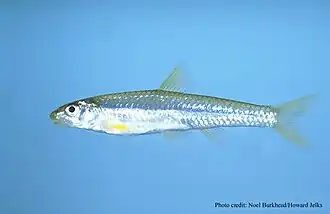 Notropis longirostris