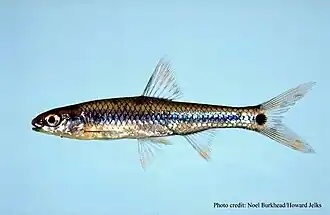 Notropis maculatus