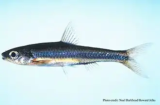 Notropis petersoni