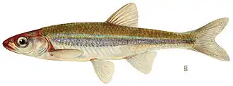 Notropis rubellus