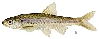 Notropis stramineus