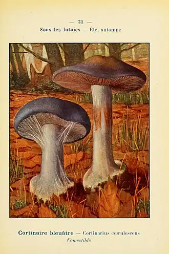 Blauwe knolgordijnzwam