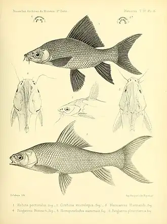 Cirrhinus microlepis