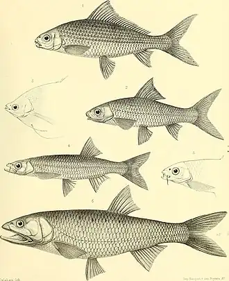 Labiobarbus lineatus