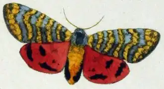 Carcinopyga lichenigera