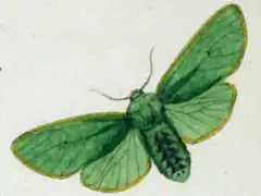 Hypomolis aeruginosa