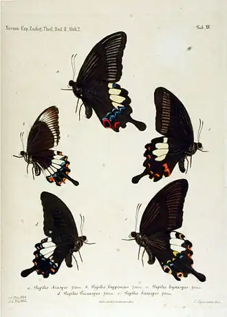 Papilio hipponous