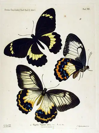 Papilio tydeus
