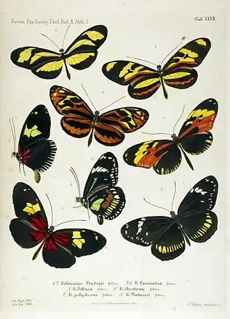 Heliconius nattereri