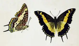 Charaxes hansalii