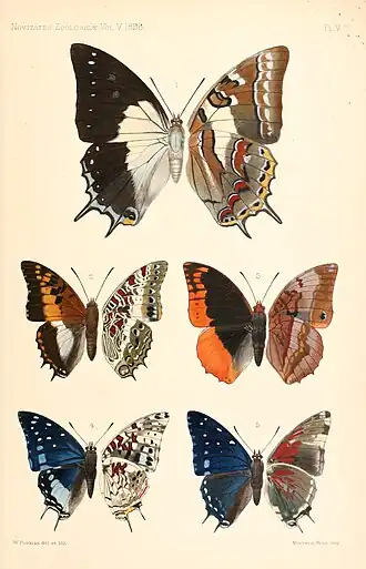 Charaxes ansorgei