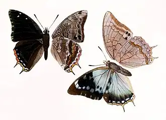 Charaxes etheocles