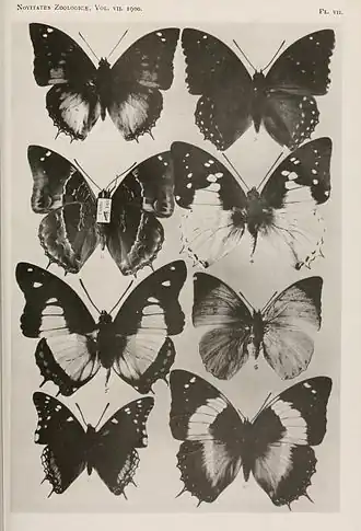 Charaxes violetta