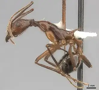 Aphaenogaster ensifera