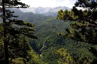 oerbos, strikt natuurreservaat Perucica, Nationaal park Sutjeska