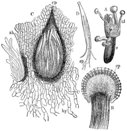 A: Gekiemd sclerotium van moederkoorn met ascocarp, B:Stroma met peritheciën, C:Perithecium met asci, D:Ascus met draadvormige sporen.