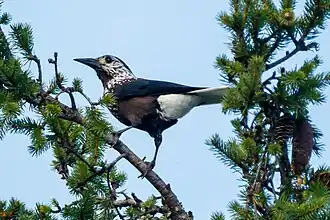 Zuidelijke notenkraker