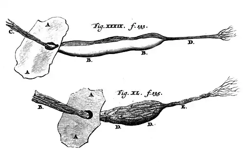 Gang van Nuck van een hond (BB fig.XXXIX) en een vrouw (DD fig.XL). A-A = Buikvlies.[1]