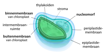 Diagram van een chloroplast die door vier membranen is omsloten (secundaire endosymbiose). Rechts is de nucleomorf te zien.